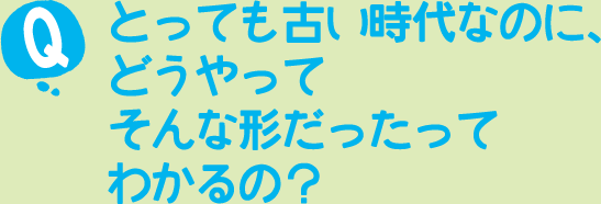 とっても古い時代なのに、どうやってそんな形だったってわかるの？