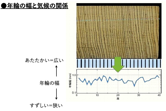 年輪の幅と気候の関係を表したグラフ