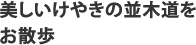 美しいけやきの並木道をお散歩