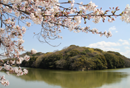 履中天皇陵古墳（地上　桜）