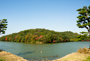 履中天皇陵古墳（地上　松）