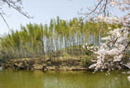 いたすけ古墳（地上　桜）